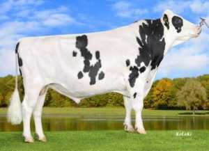 Home GGI Holland B.V. - specialist in kwalitatief stierensperma van de Bonum stier voor veefokkerij