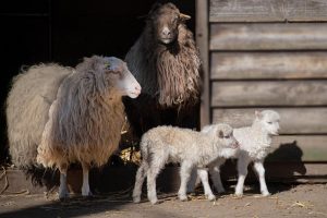 Home Duurzame schapenomheining van natuurlijk hout in landelijk gebied met grazende schapen