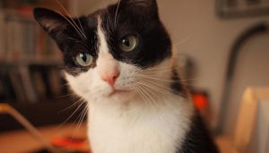 Home Specialistische dierenkliniek Friesland met moderne medische apparatuur en gespecialiseerde dierenartsen voor behandeling van